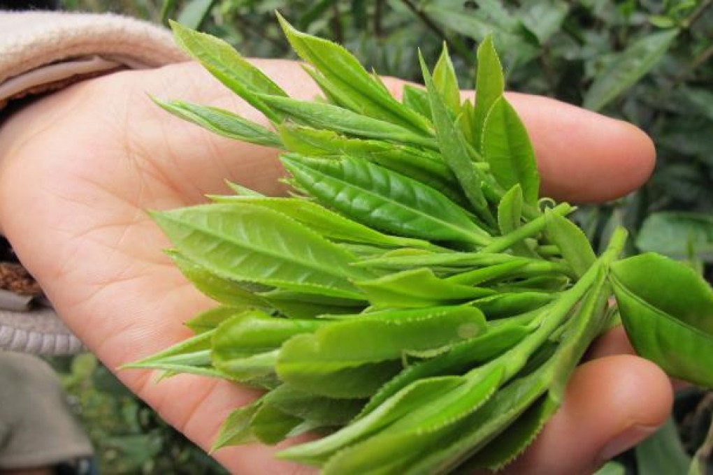 Tea leaves